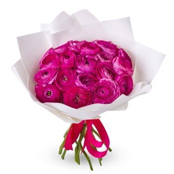 Букет из 19 малиновых ранункулюсов