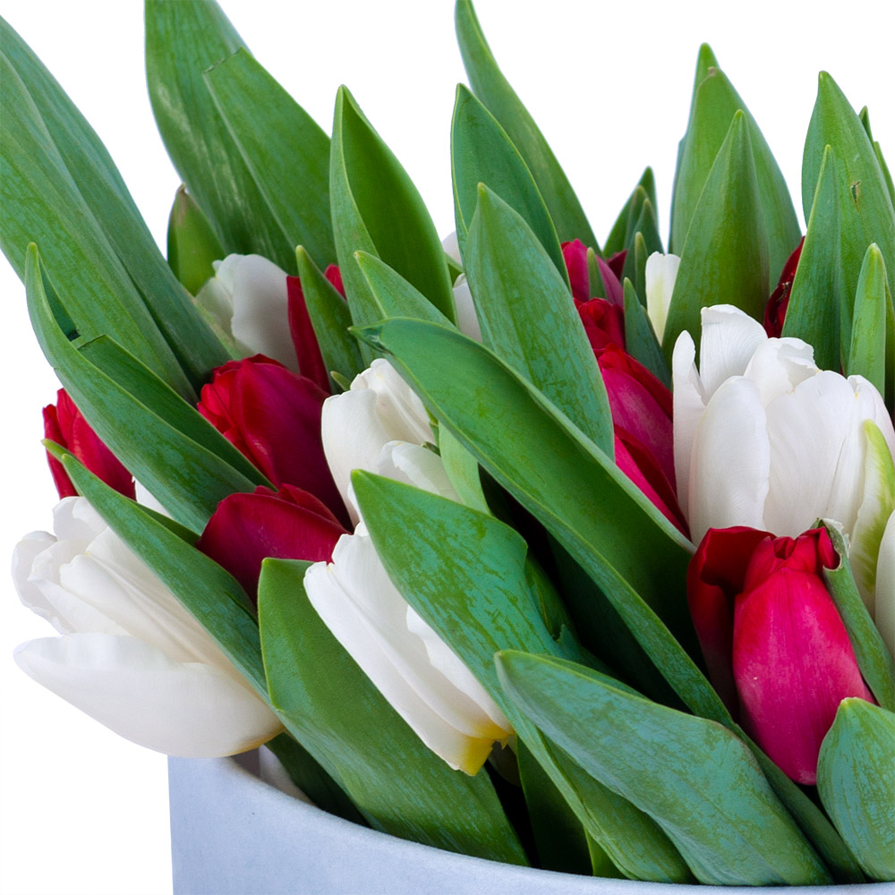 51 Разноцветный тюльпан в серой бархатной шляпной коробке