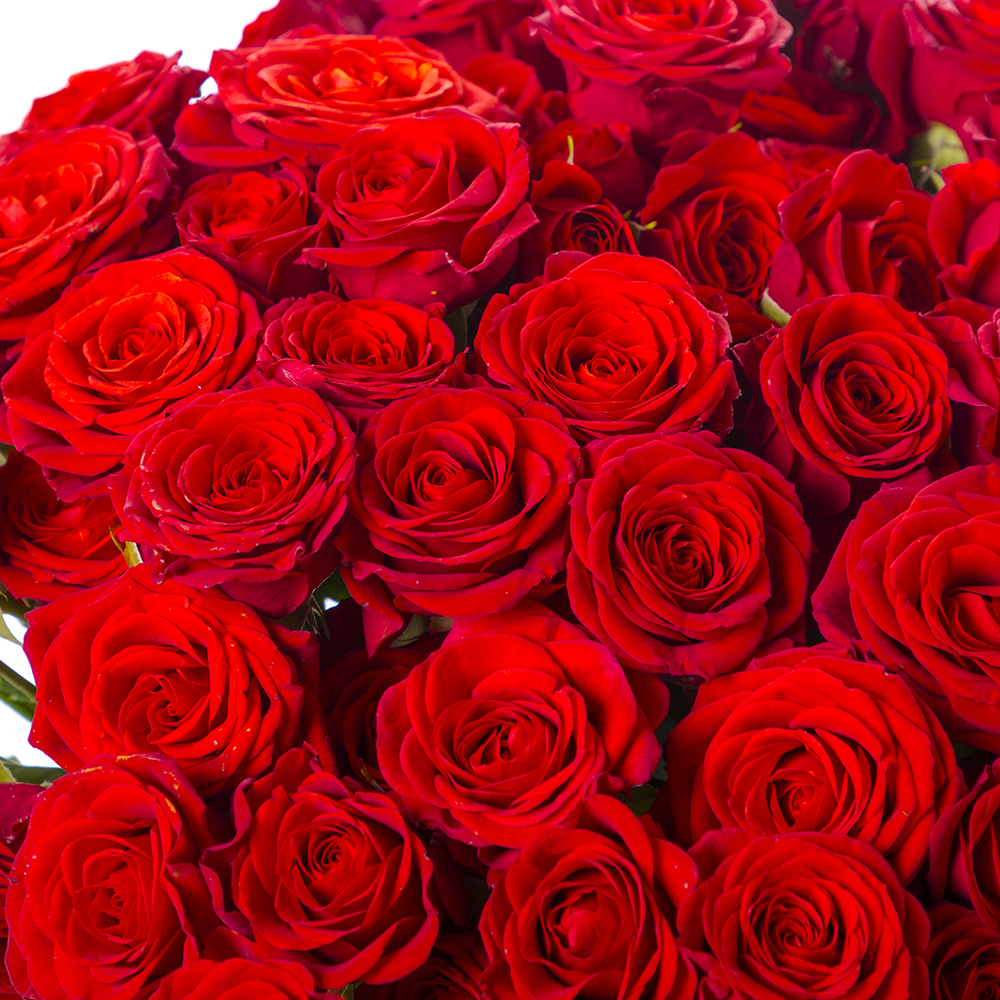 31 красная кустовая роза