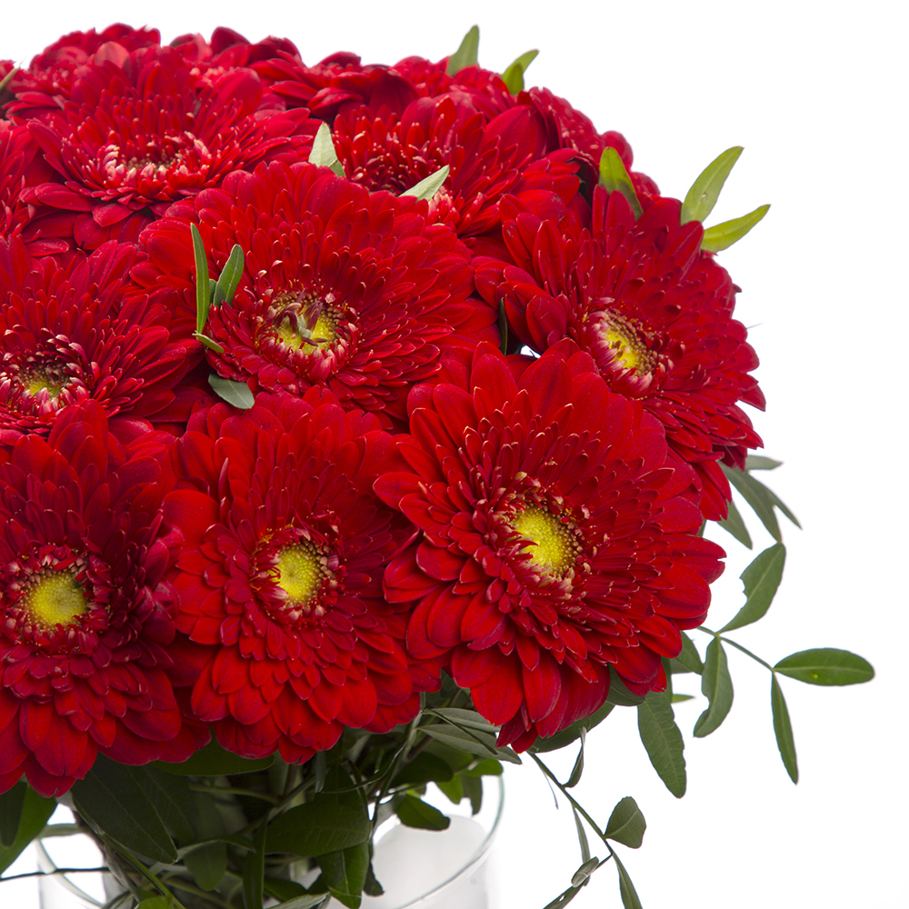 21 красная гербера