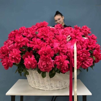 Французская малиновая роза в корзине 151 шт.