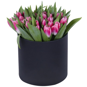 51 Бело-малиновый тюльпан в черной шляпной коробке