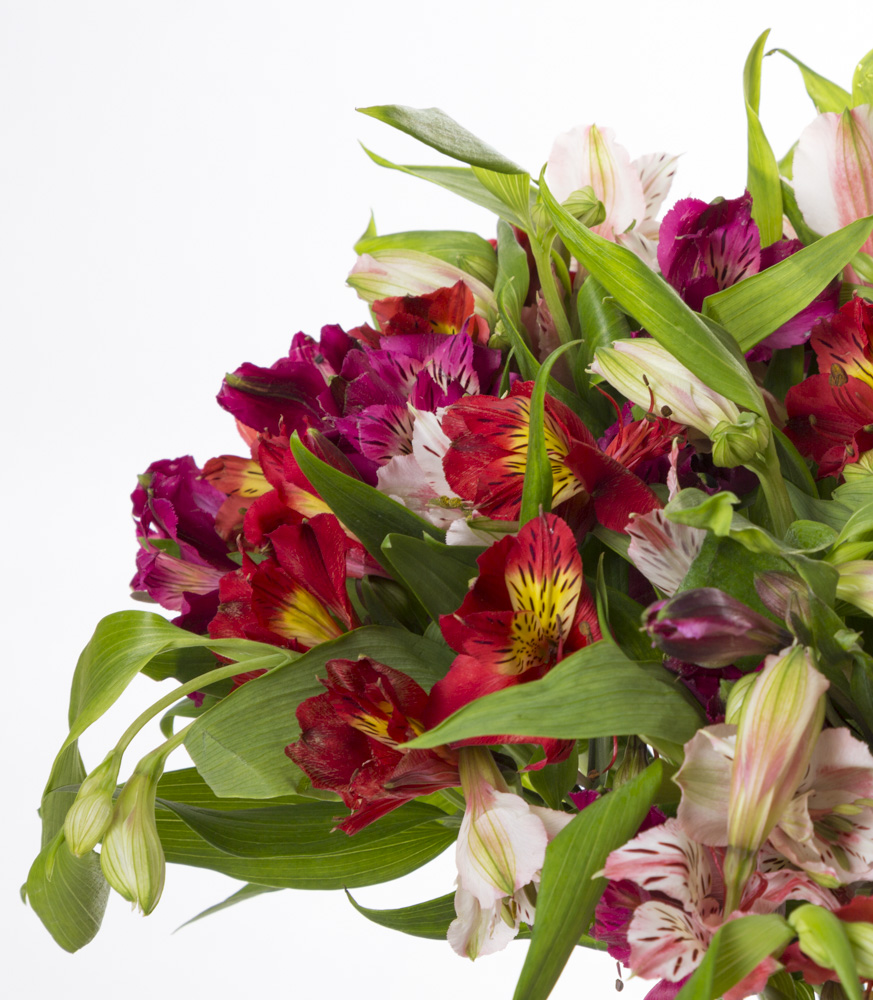 Букет из 21 разноцветной альстромерии