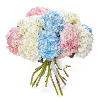 15 разноцветных гортензий