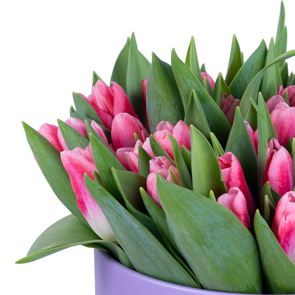 51 Бело-малиновый тюльпан в фиолетовой шляпной коробке