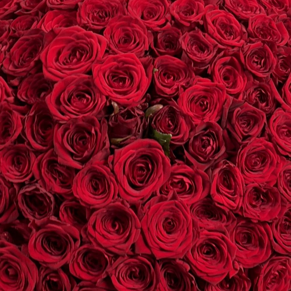 201 красная роза Premium  50 см.