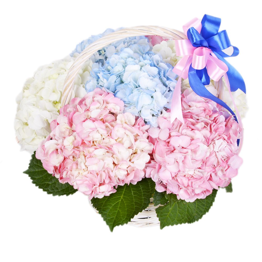 Корзина 7 Гортензий