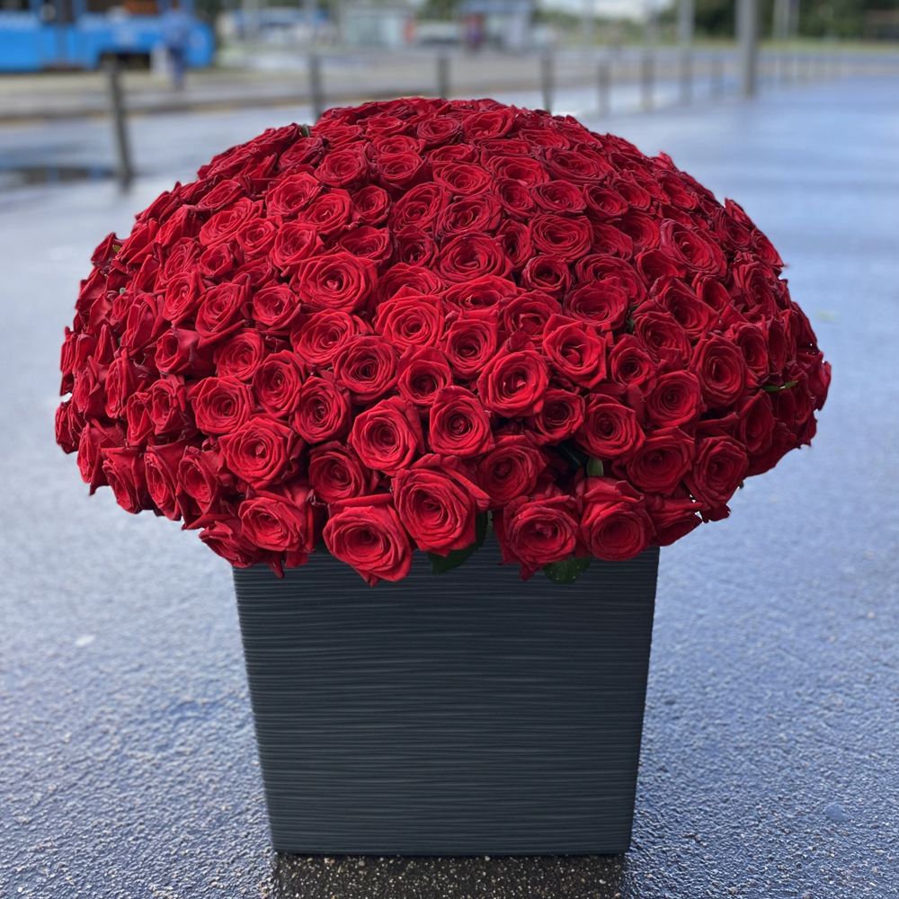 301 красная роза 60 см.