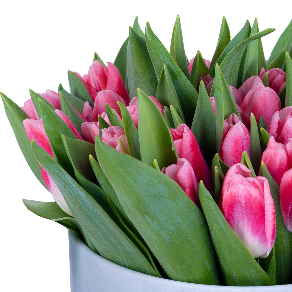 51 Бело-малиновый тюльпан в серой бархатной шляпной коробке