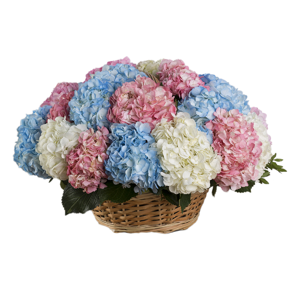 Корзина из 25 разноцветных гортензий