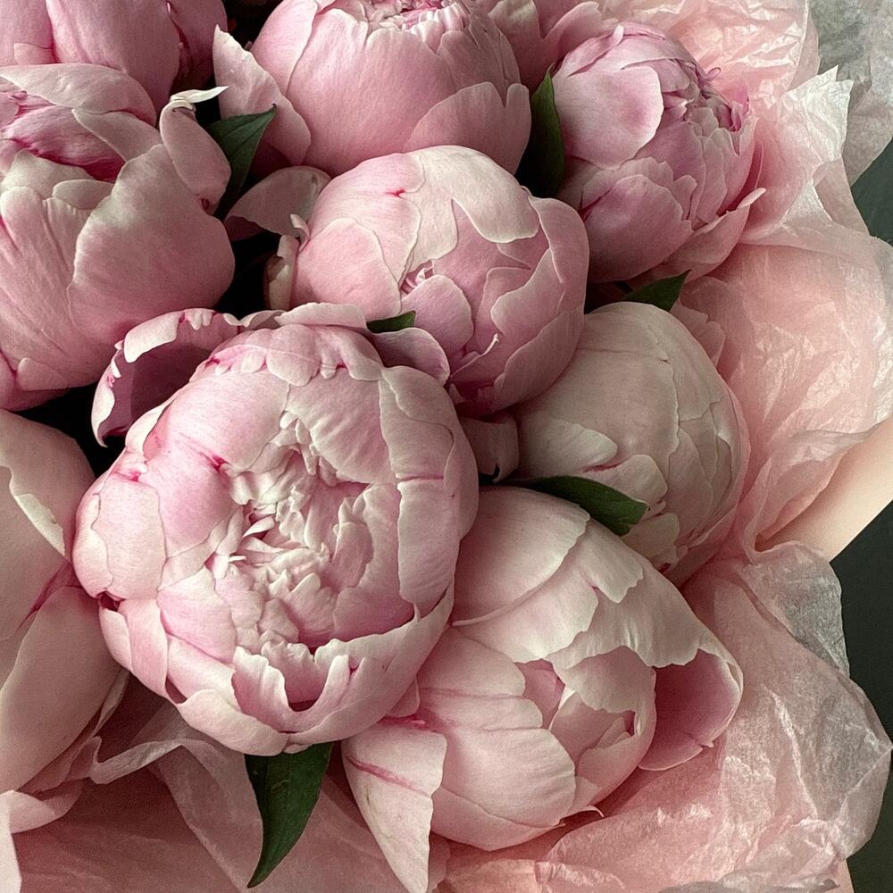 Букет из 15 нежно-розовых пионов