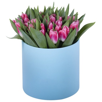 51 Бело-малиновый тюльпан в голубой шляпной коробке