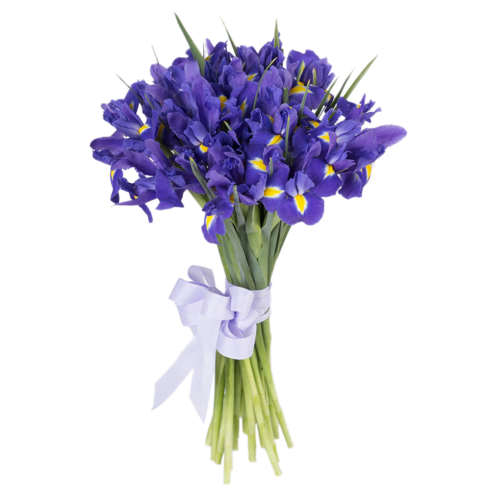 Букет из синего ириса 25 шт