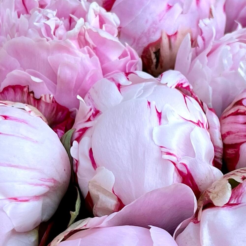 Букет из 11 нежно-розовых пионов