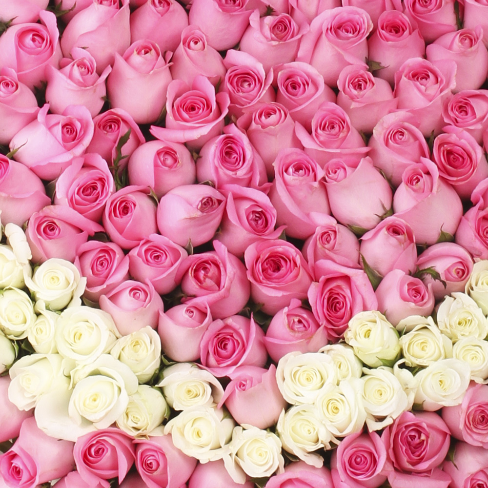 Сердце из 501 розовой и белой розы в корзине
