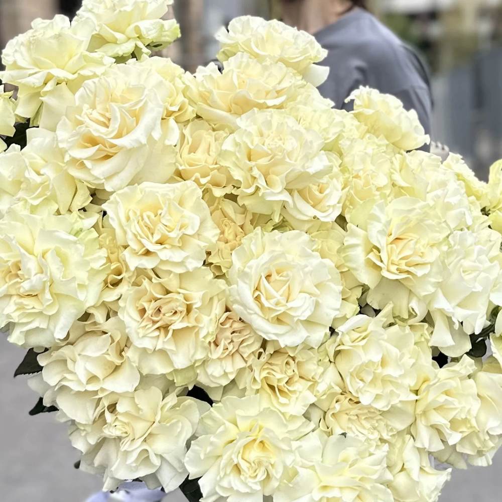 Французская белая роза 51 шт.