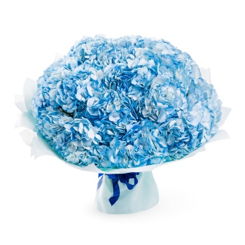 Букет из 15 голубых гортензий