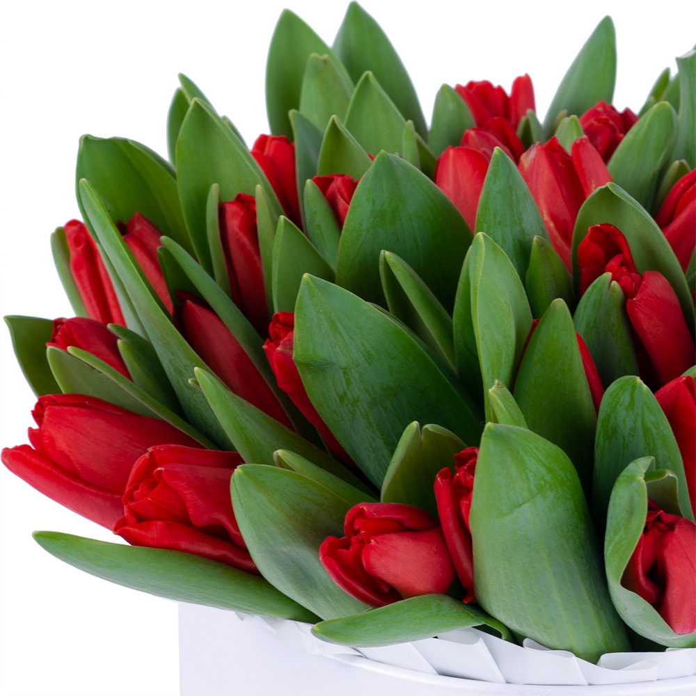 51 красный тюльпан в белой шляпной коробке