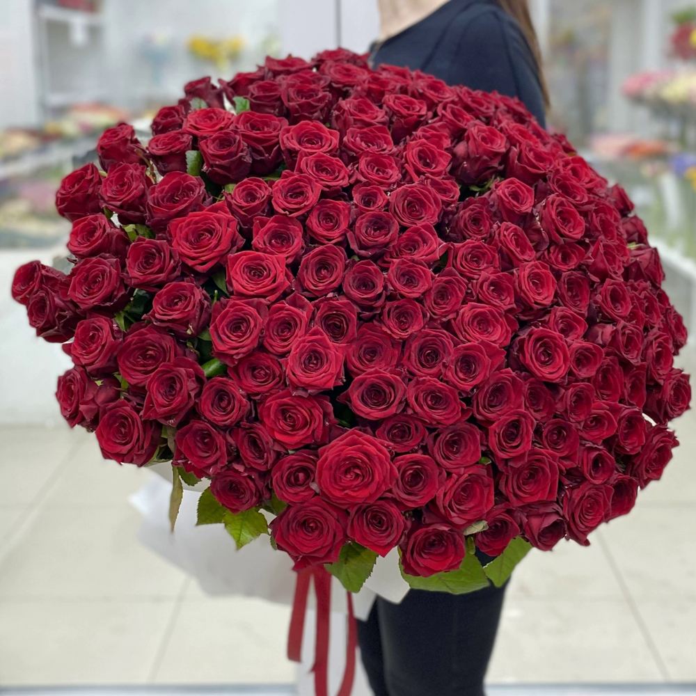 151 красная роза Premium 70 см.