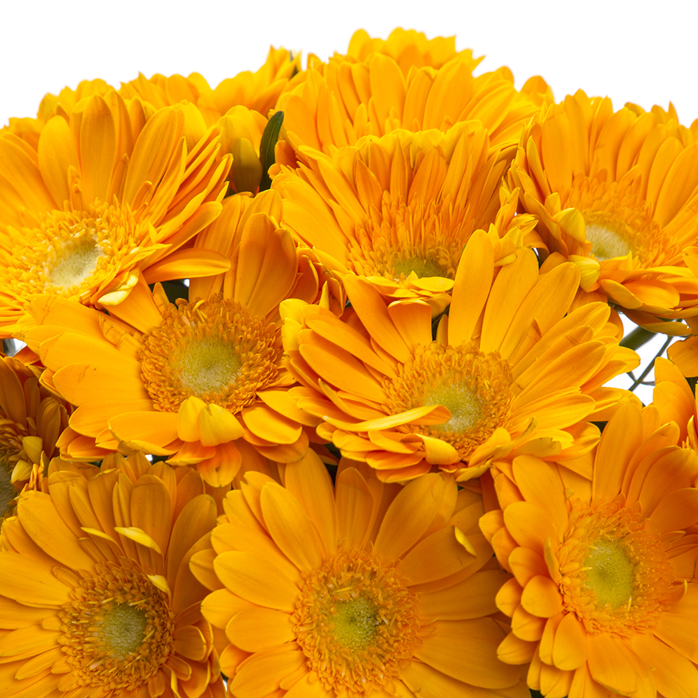 Букет из 21 желтой герберы