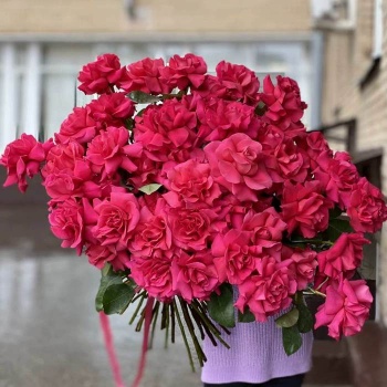 Французская малиновая роза 51 шт.