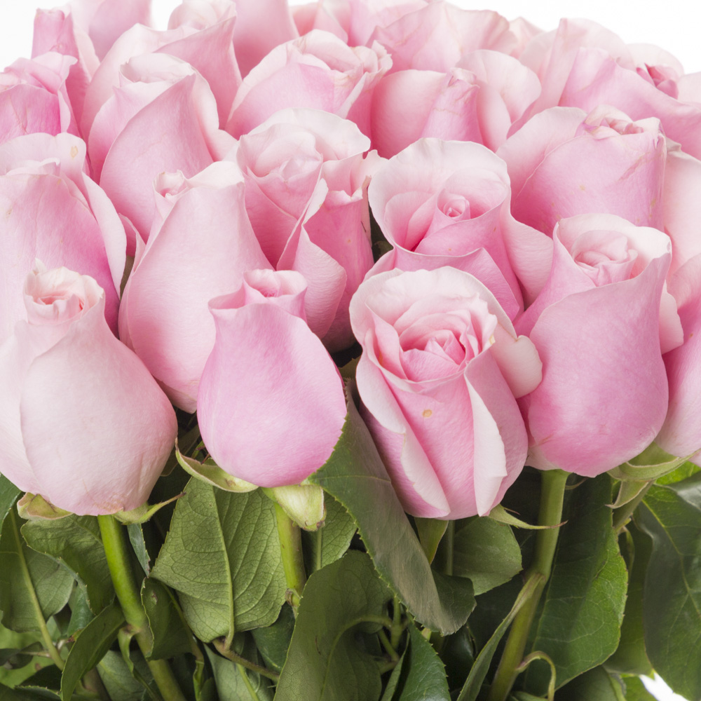 25 розовых роз Эквадор 70 см