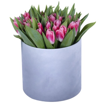 51 Бело-малиновый тюльпан в серой бархатной шляпной коробке