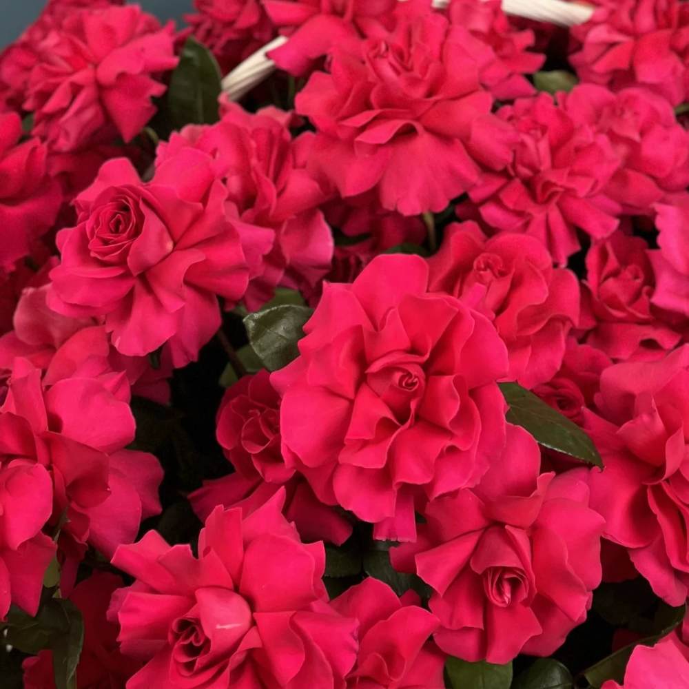 Французская малиновая роза в корзине 151 шт.