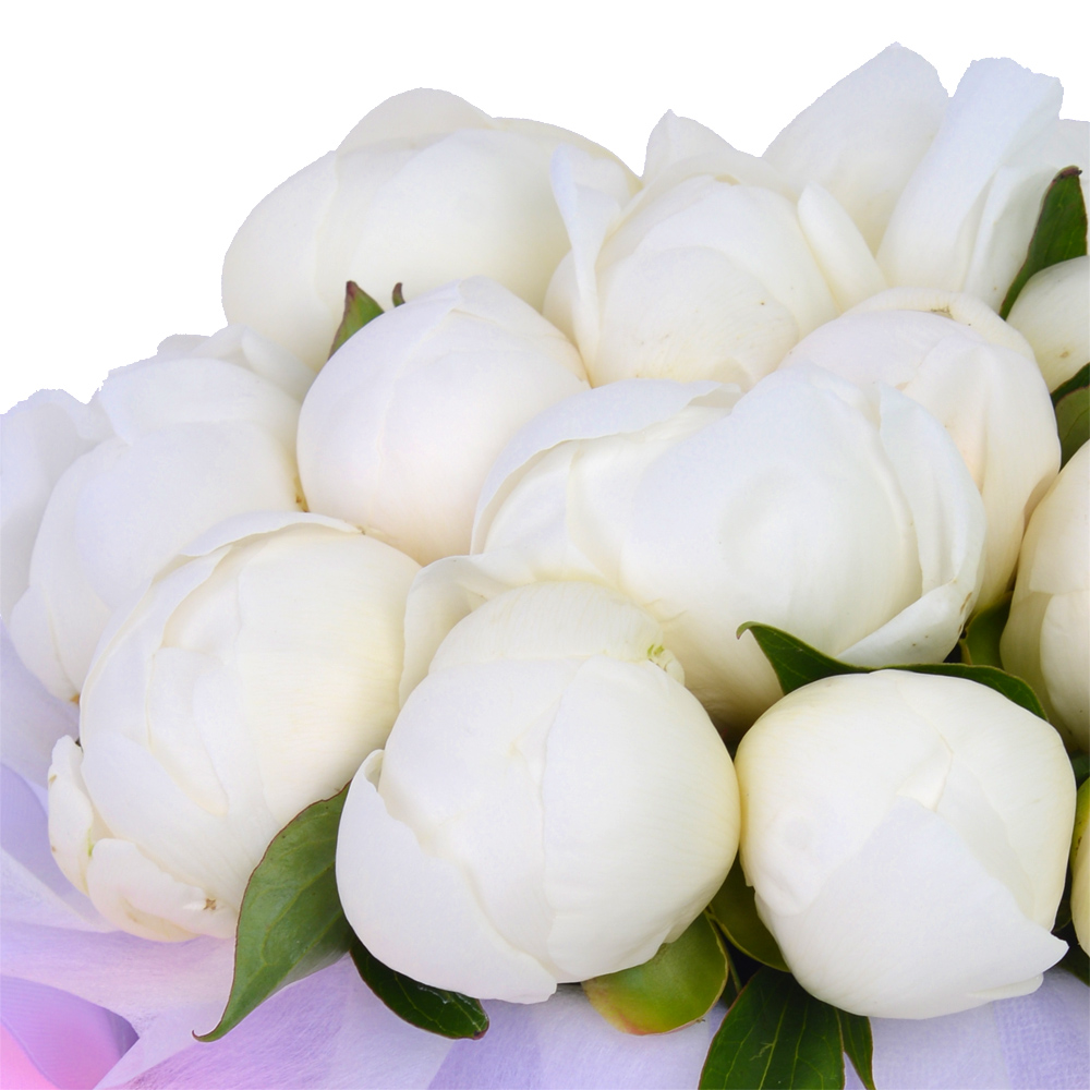 Букет из 19 белых пионов в фиолетовой шляпной коробке