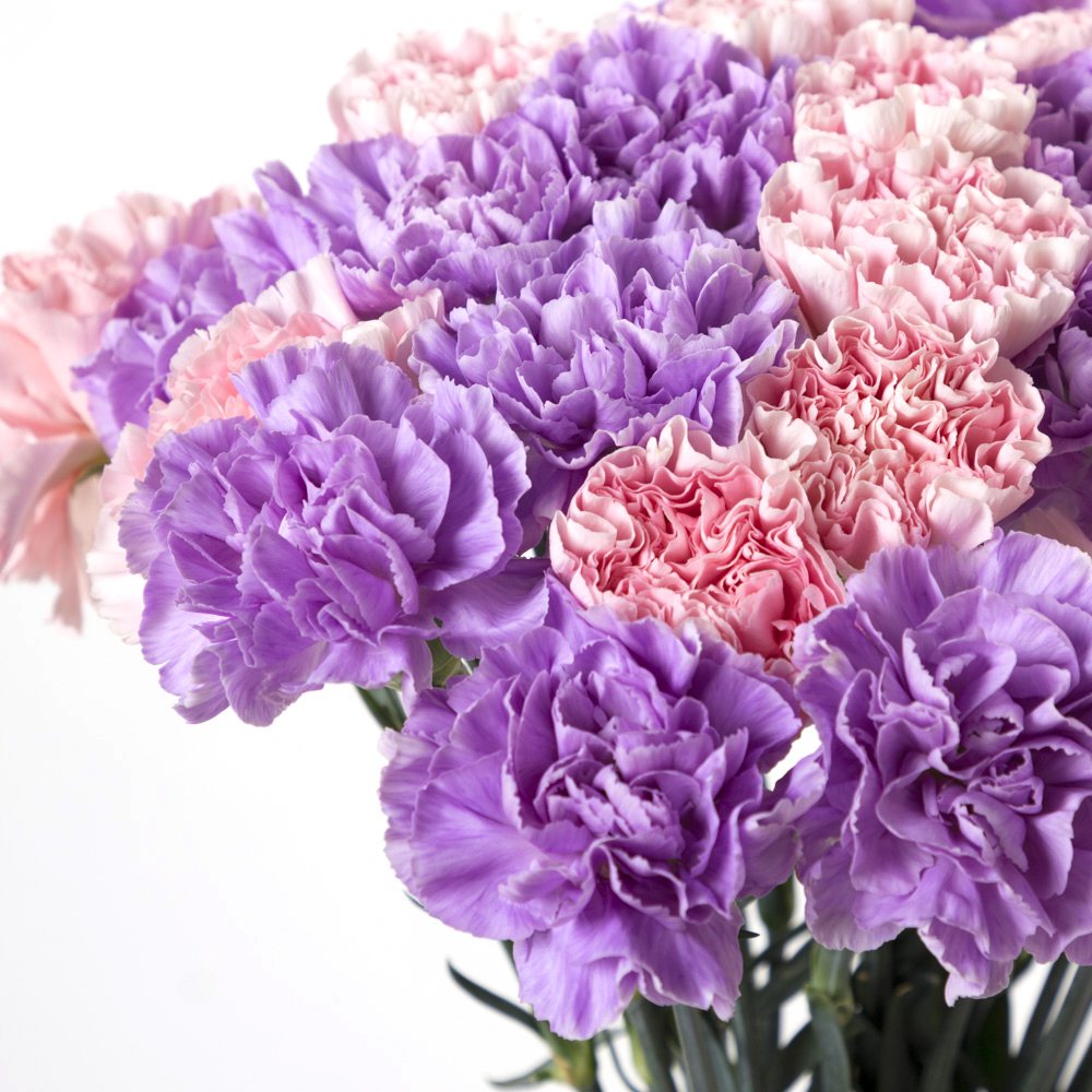 27 разноцветных гвоздик