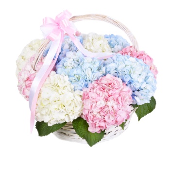 Корзина 11 Гортензий